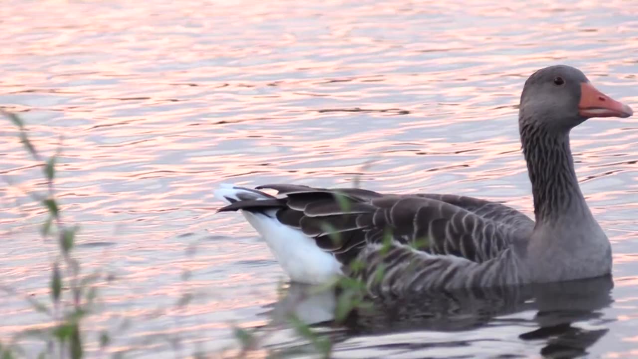 Ducks playing in the water