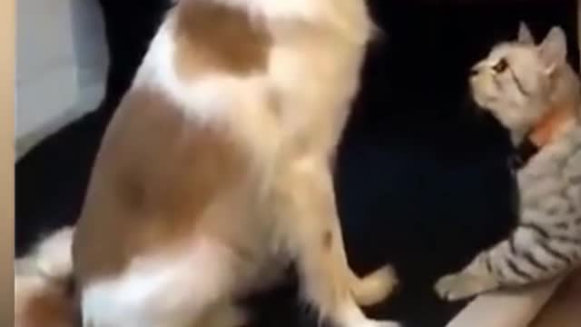 dog playing fight with cat