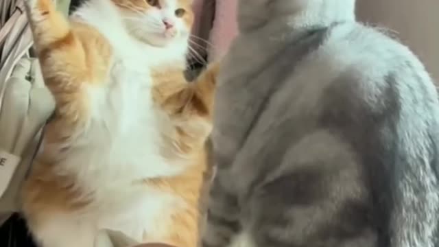 😻 Cat Vs Cat 🐈 Very Dangerous Fighting ✊ 😳#Funny Video #