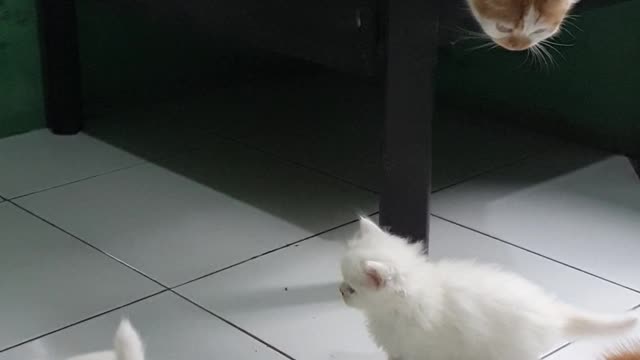 my cat videos are very funny and lively