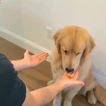 Maze Game. dog. and its owner. a funny situation