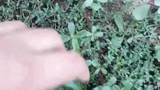 Common Purslane