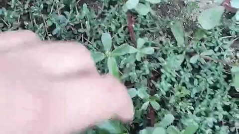 Common Purslane