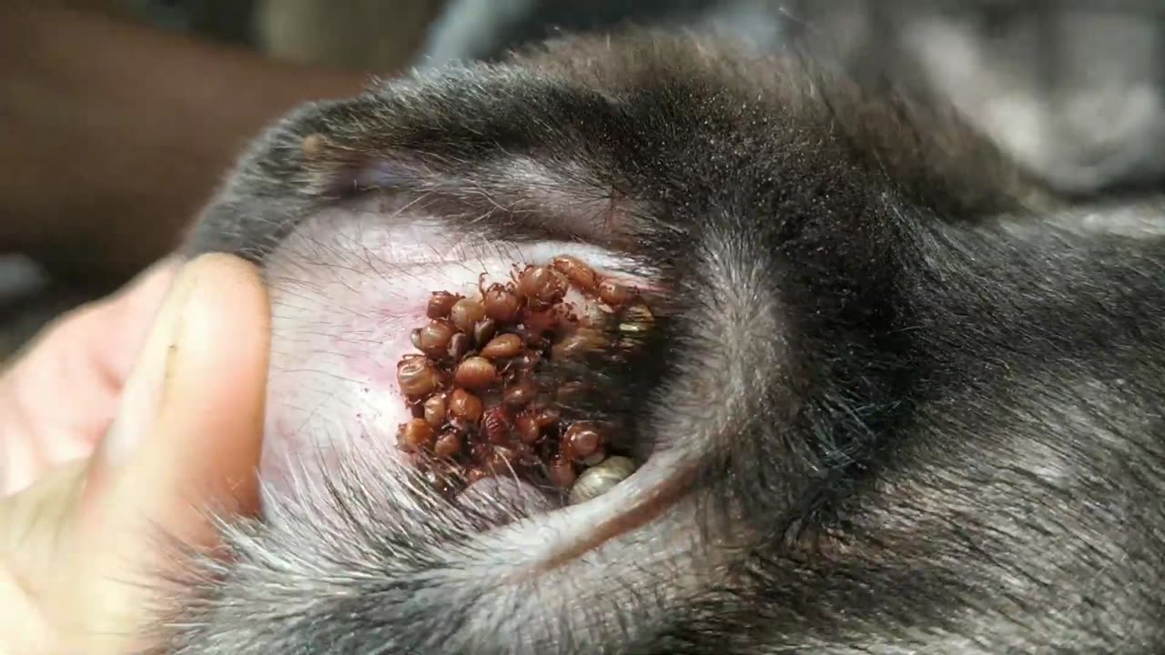 Ticks, Removing Ticks From soite dog2