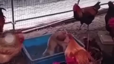 Puppies fight while cocks circled and watching..