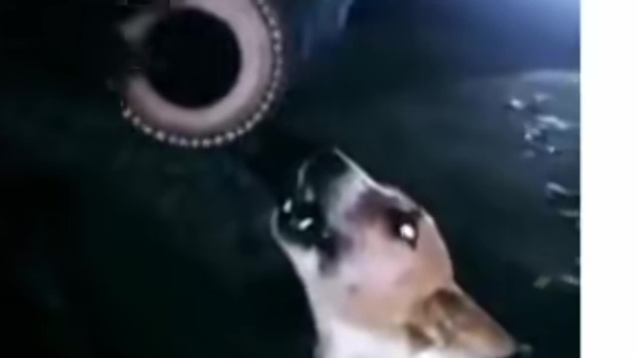 Funny Dog
