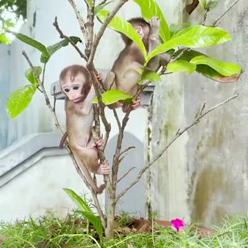 Amazing animals are fluttering.Two baby monkeys playing in the flower meadow#2