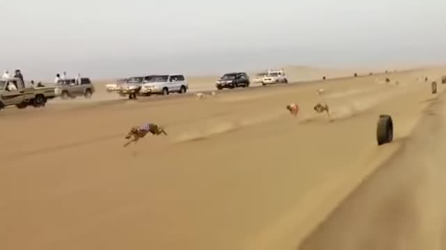 Dog racing in Oman