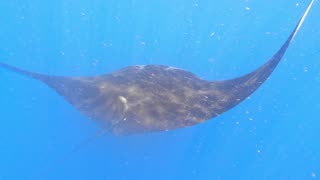 Giant mantas swim around awed scuba divers in the Galapagos Islands