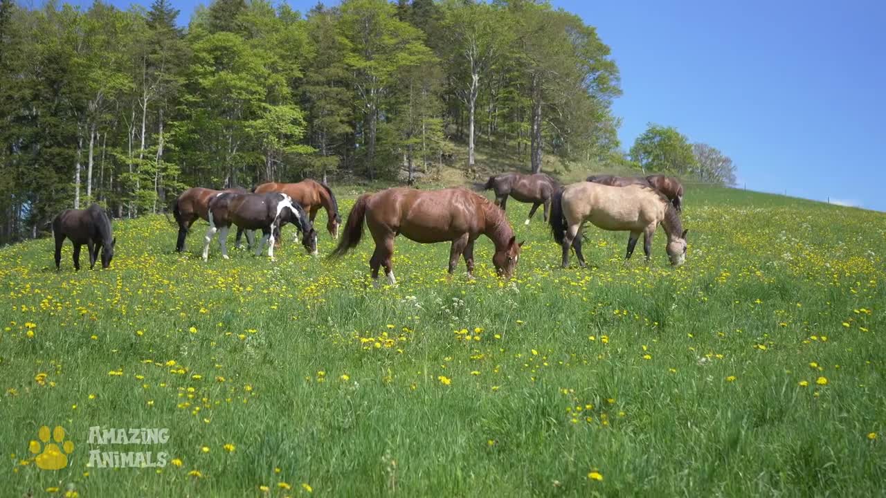 The Natural Habitat of Horses. Sounds of Nature.