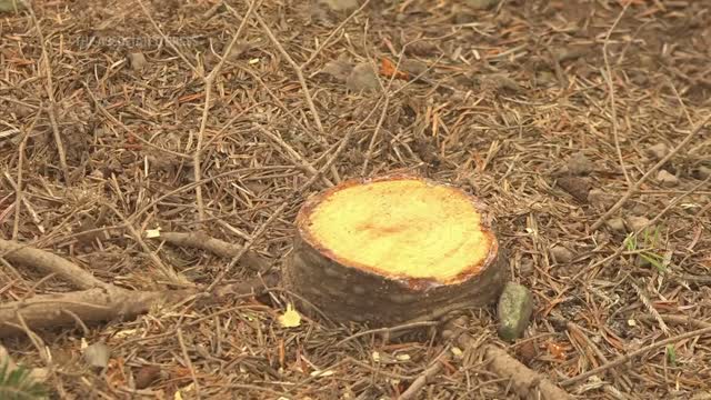 White House Christmas tree cut down at farm