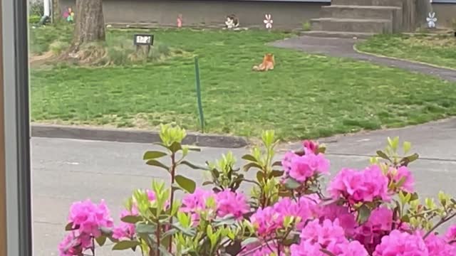 Mama Fox with Seven Babies Plays in Yard