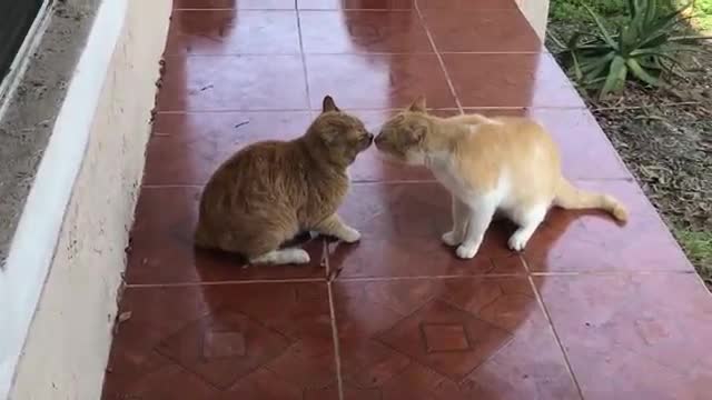 Cat Fight over territory .