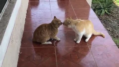 Cat Fight over territory .