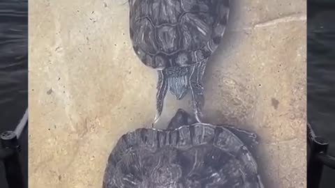Cute Turtle 🐢