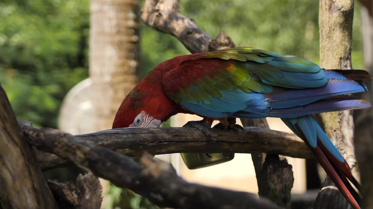 Macaw parrot feeding on a branch