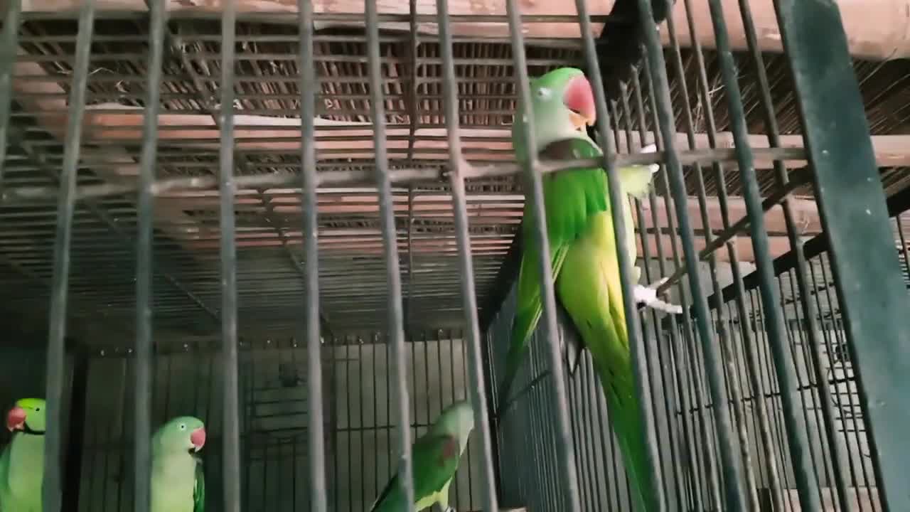 parrot talking _ parrot voice _ parrot sound _ parrot video _ birds voice