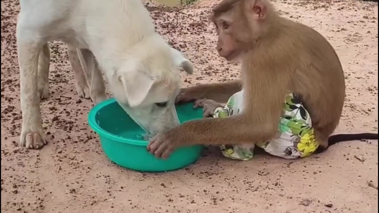 funny Monkey and dog