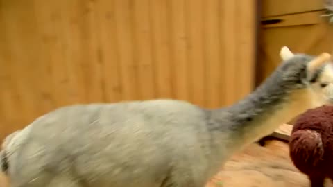An alpaca is also a camel