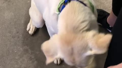 Rescued lab from shelter