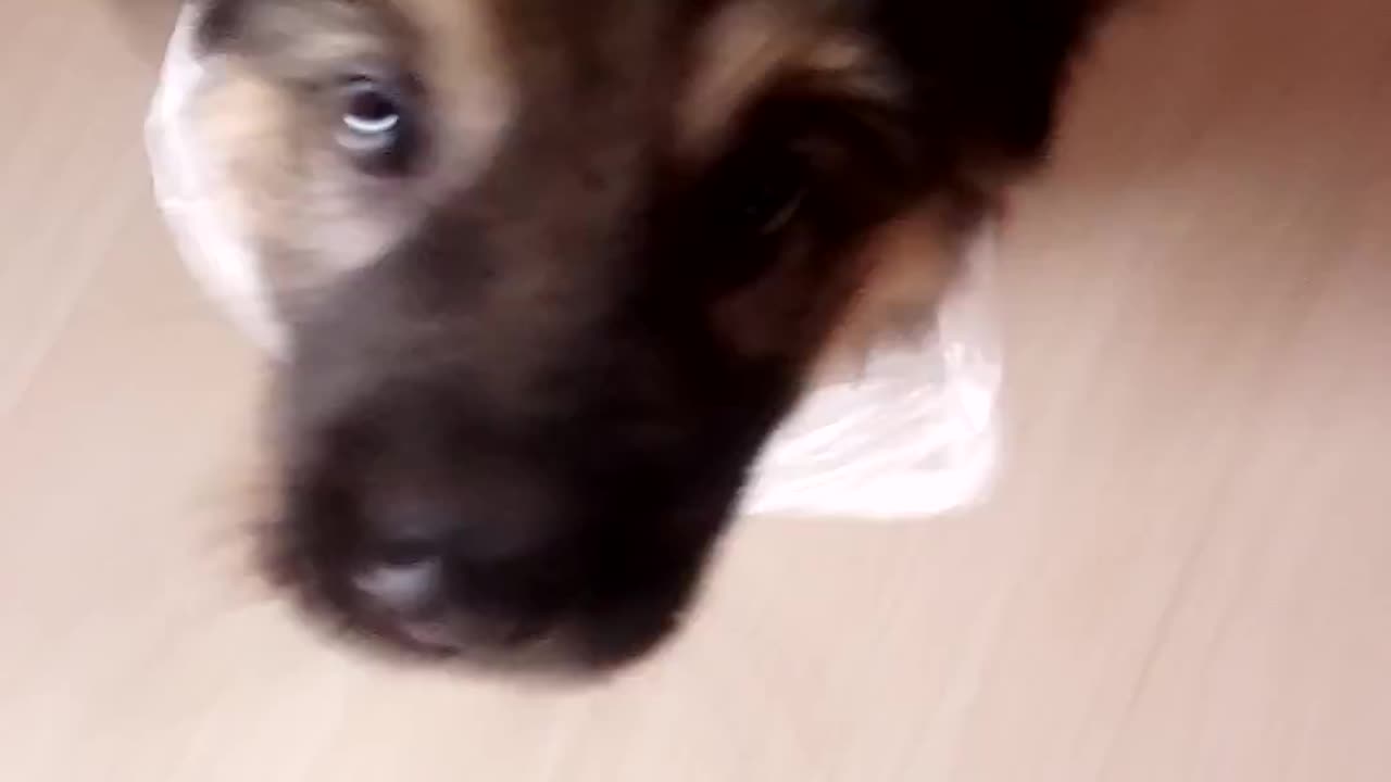 Hilarious German Shepherd Playtime: Pawsitively Adorable