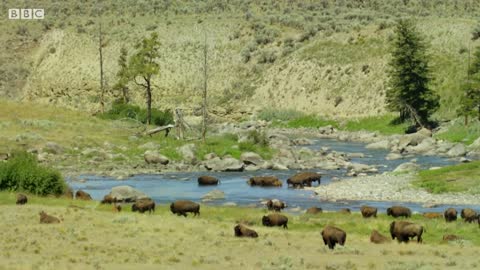 Bison Fight for Mating Rights