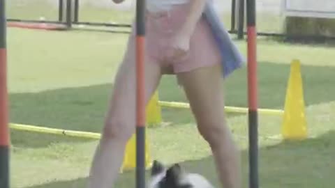 Dog training video