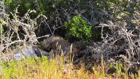 Female cheetah on the hunt