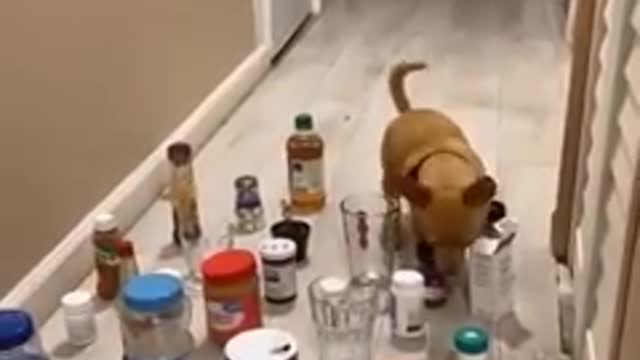 funny videos cat and dog 2022