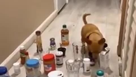 funny videos cat and dog 2022