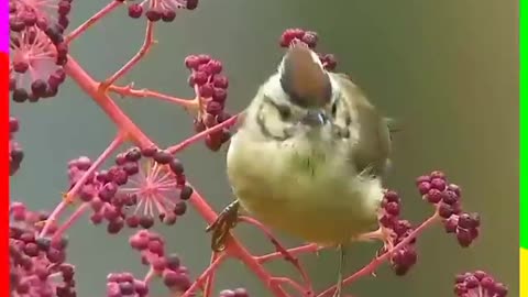 Beautiful birds