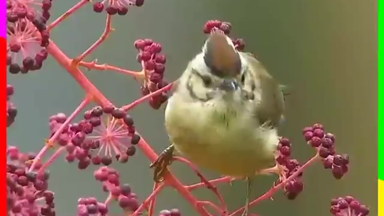 Beautiful birds