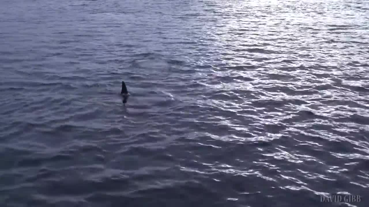 Spyhopping Orcas in Kaldfjord