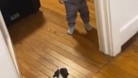 Baby has adorable reaction to new puppy addition