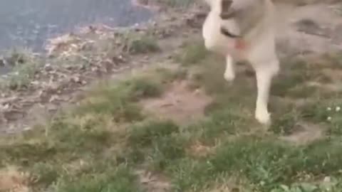 Funny dogs