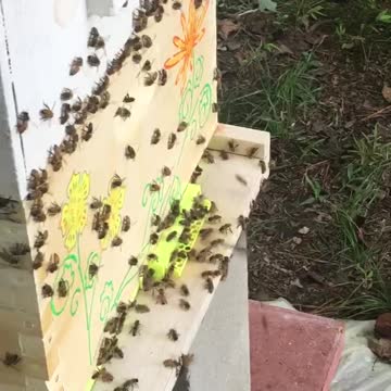 The Frank Hive landing board video August 2nd 2021