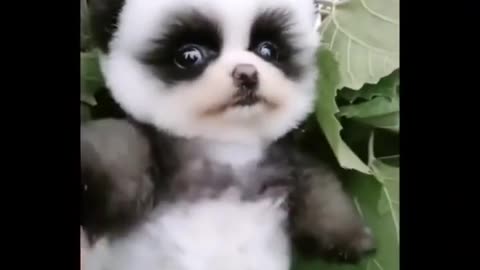 Best Funny Animal Videos of the year 2024