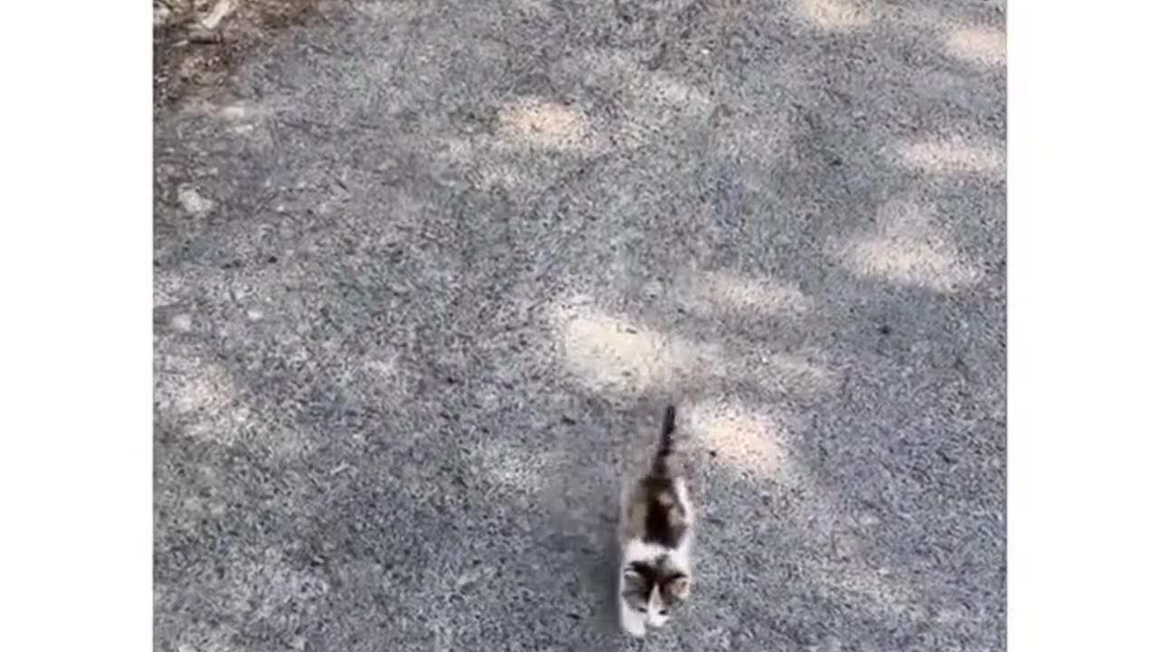 This cat just adopted her owner 👀❤️
