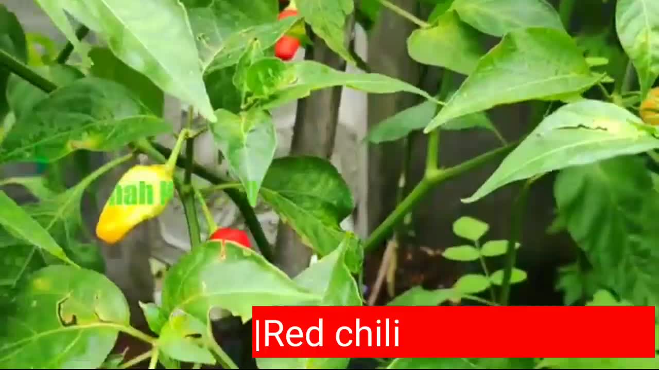 Red cayenne pepper thrives