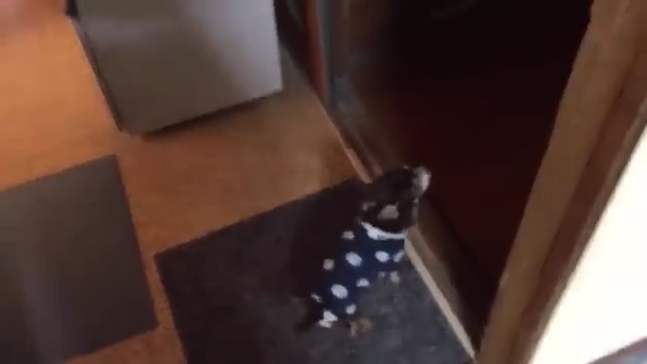 10 dog barking video