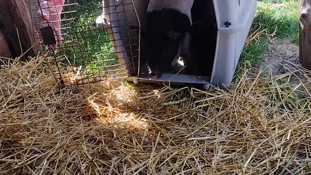 Two feeder pigglets