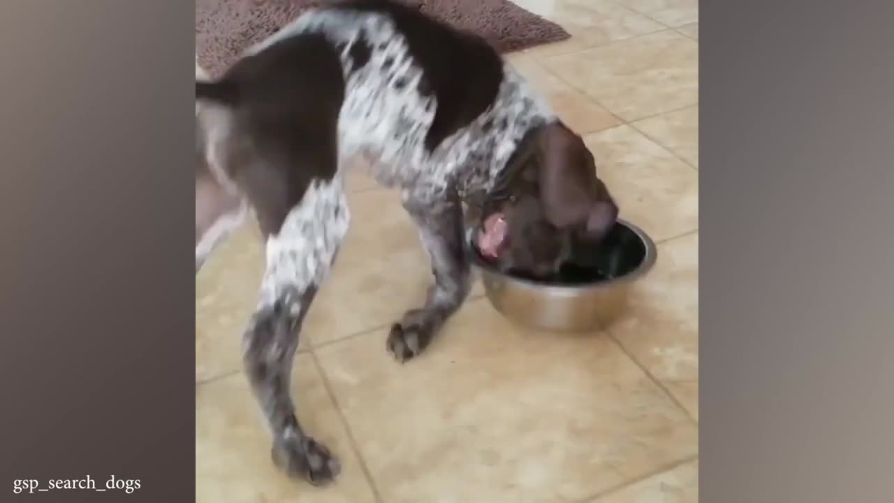 dog tries to become food reviewer - Funny dog