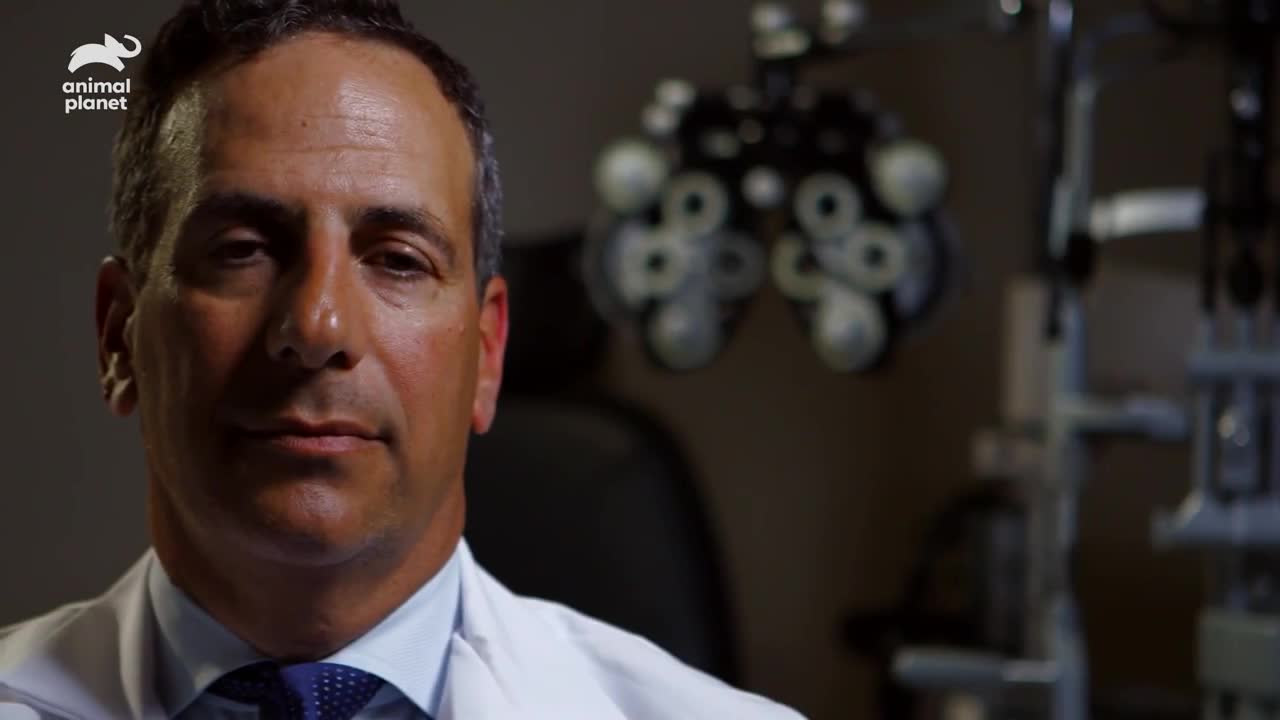 Acanthamoeba eye parasite