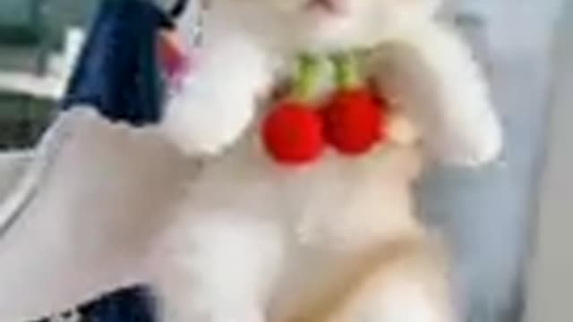 Baby_Cats_-_Cute_And_Funny_cat_videos