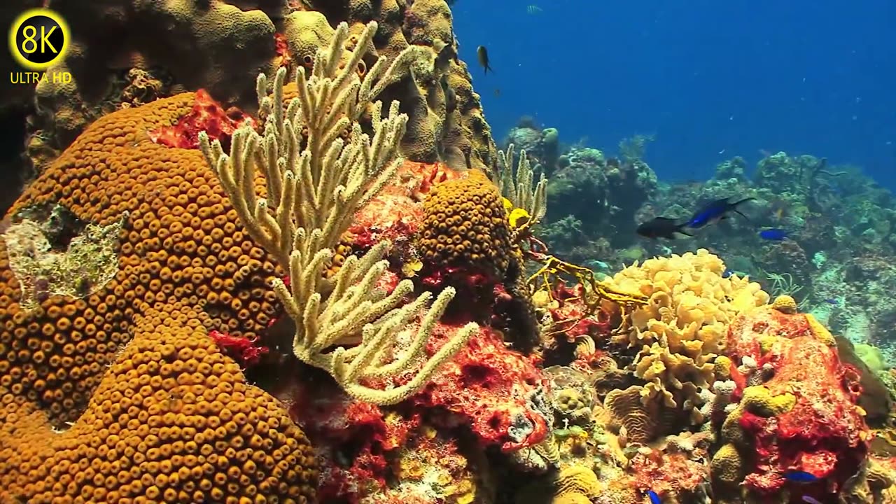 Fish 🐠🐋🐟 Video 8K The Best Sea Animals colors🎨 Tleo