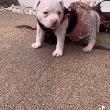 funny dog. birthday celebrete