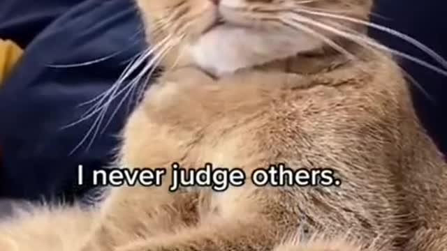 JUST ME | Funny Cat