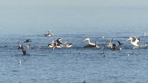 Sea Birds Feeding Frenzy