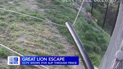 CCTV of five lions escaping from Taronga Zoo released _ 9 News Australia