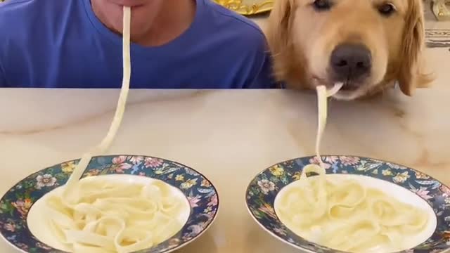 Dog eat Noodles Competition